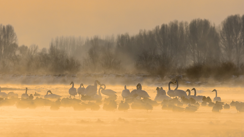 A flock of swans are spotted in the morning mist in Zhangye City, northwest China's Gansu Province, December 17, 2023. /CFP