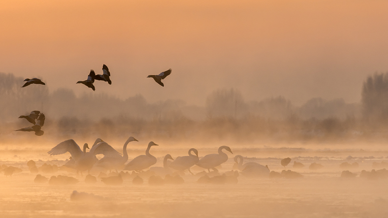 A flock of swans are spotted in the morning mist in Zhangye City, northwest China's Gansu Province, December 17, 2023. /CFP