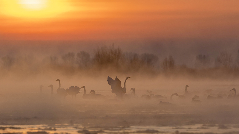 A flock of swans are spotted in the morning mist in Zhangye City, northwest China's Gansu Province, December 17, 2023. /CFP