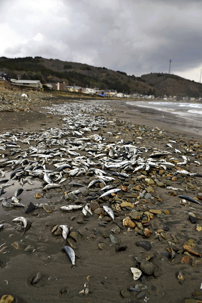 Tens of thousands of sardines and mackerel are washed up on Hamamachi beach in Hakodate, Hokkaido Prefecture, Japan, December 7, 2023. /CFP