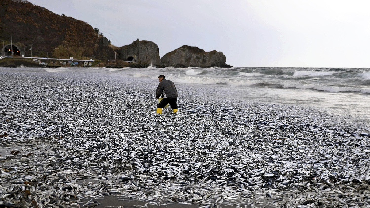 Tonnes of dead fish mysteriously washed up in northern Japan - CGTN