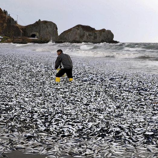 Tonnes of dead fish mysteriously washed up in northern Japan - CGTN