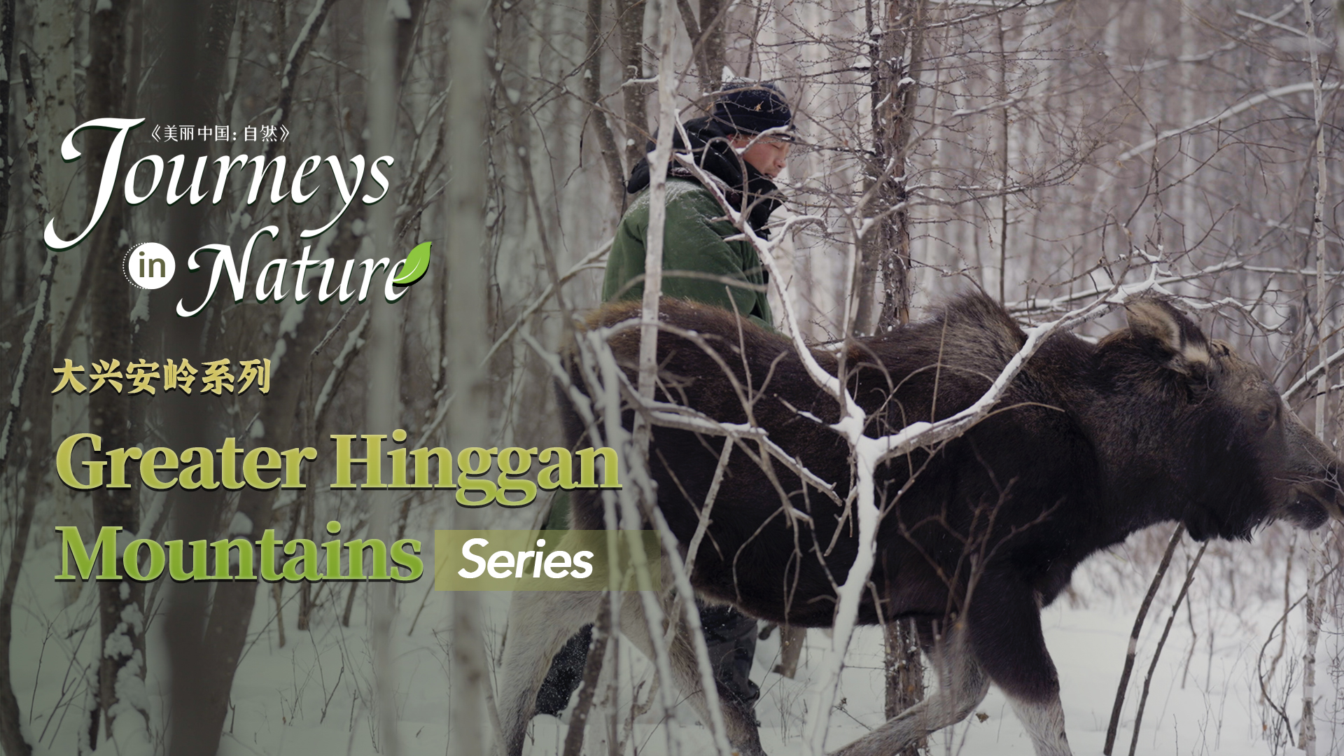 Greater Hinggan Mountains Series Ep. 7: Winter with a moose