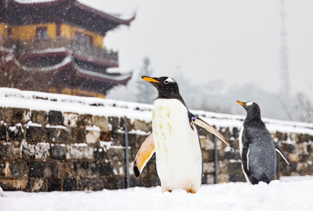 Photo shows two gentoo penguins at the Nanjing City Wall in east China's Jiangsu Province on December 18, 2023. /IC