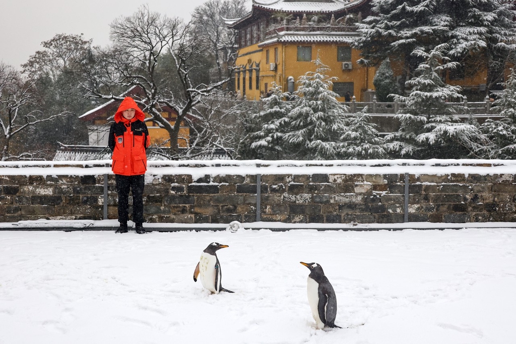 Photo shows a keeper watching two gentoo penguins at the Nanjing City Wall in east China's Jiangsu Province on December 18, 2023. /IC