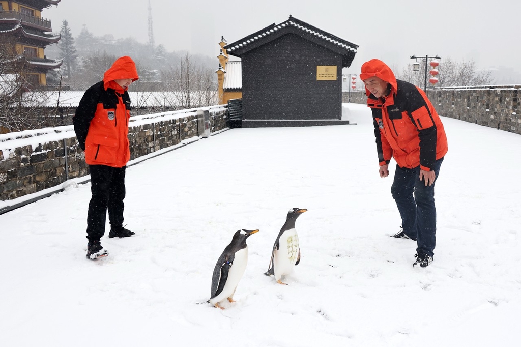 Photo shows two gentoo penguins with their keepers at the Nanjing City Wall in east China's Jiangsu Province on December 18, 2023. /IC