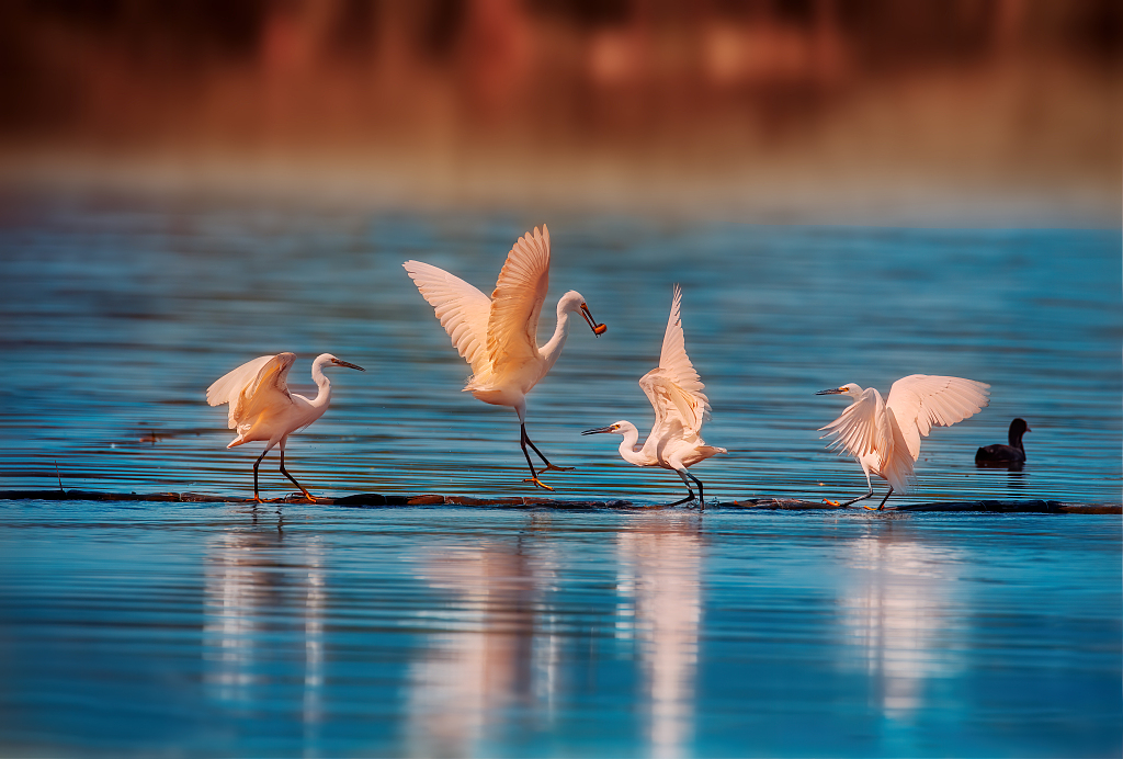 Migratory birds in Kunming City of Yunnan Province in southwest China. /CFP
