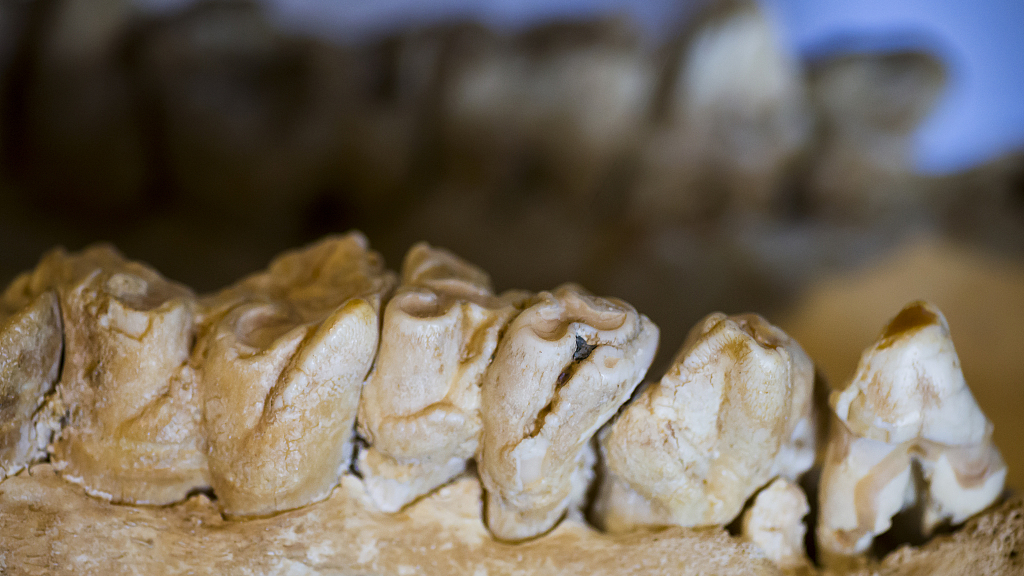 Fossil teeth of a rhinoceros. /CFP