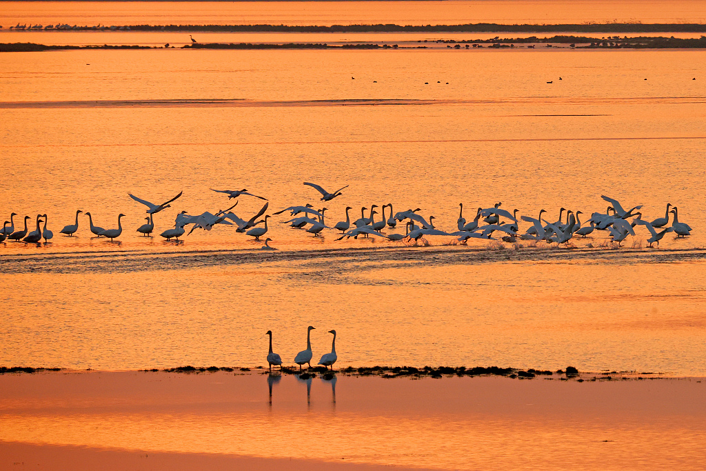 Poyang Lake has welcomed over 700,000 migratory birds for wintering this year. /CFP