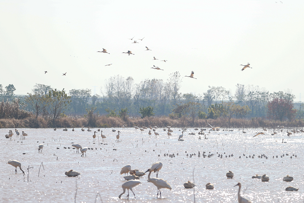 Migratory birds visit a lotus pond, which serves as a 