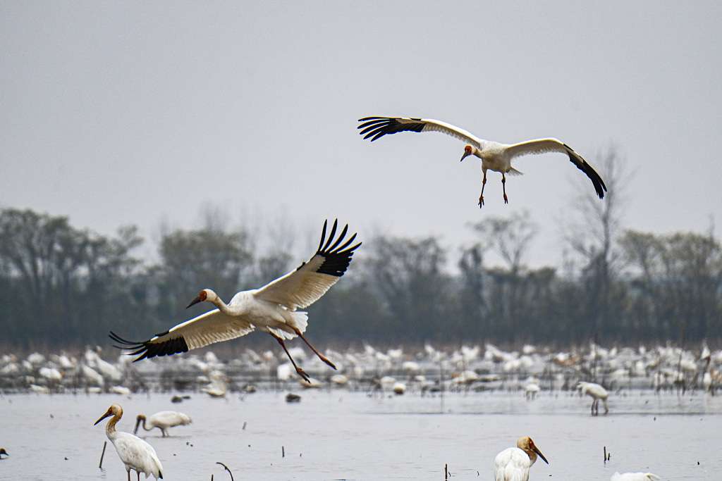 Migrated Siberian cranes gathered in Poyang Lake's wetland area in east China's Jiangxi Province on December 13, 2023. /CFP