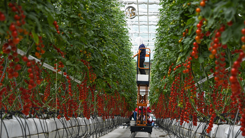 Farmers harvest tomatoes in a vegetable greenhouse in Shouguang City, Shandong Province, April 25, 2023. /CFP
