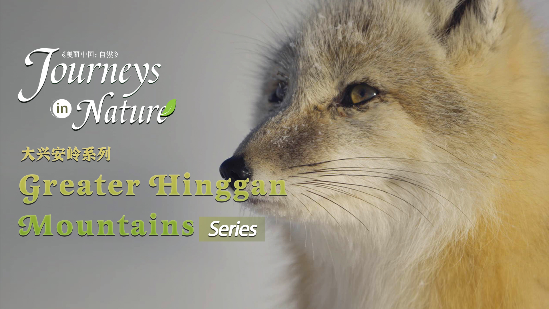 Greater Hinggan Mountains Series Ep. 9: Little fox's winter struggle