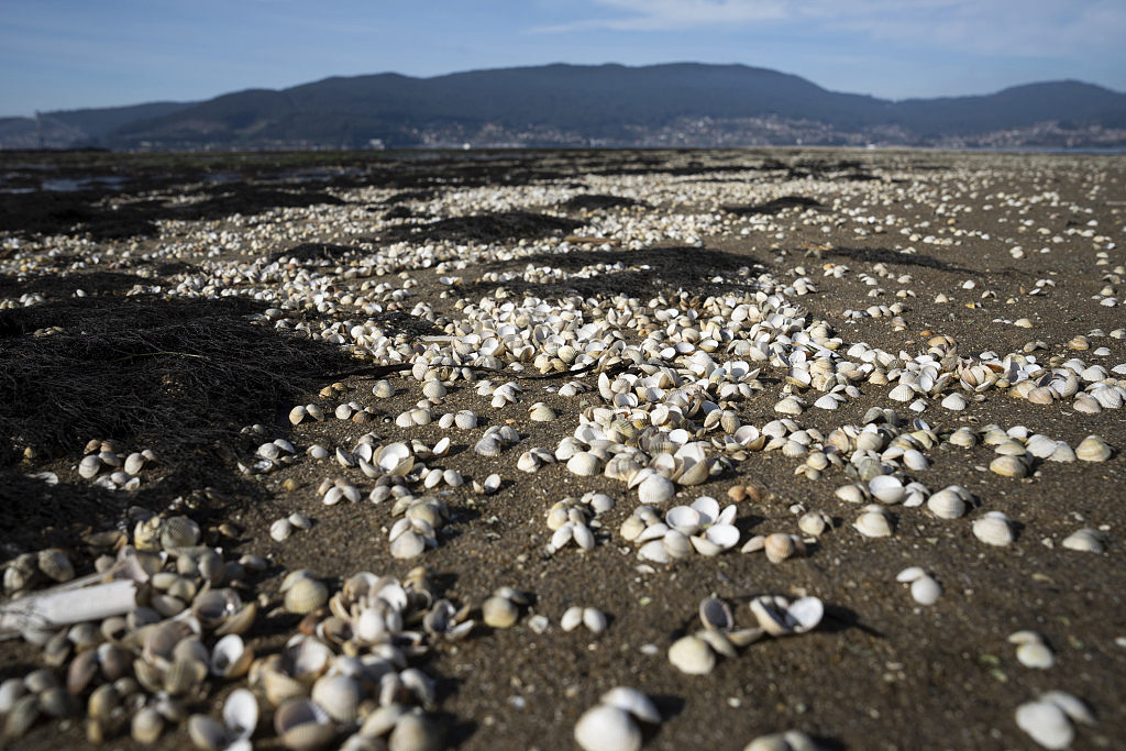 Dead shellfish in San Simon, Rias Baixas, Galicia, Spain, November 17, 2023. /CFP