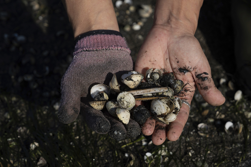 A woman holds clam hatchlings in her hands in the cove of San Simon, Rias Baixas, Galicia, Spain, November 17, 2023. /CFP 