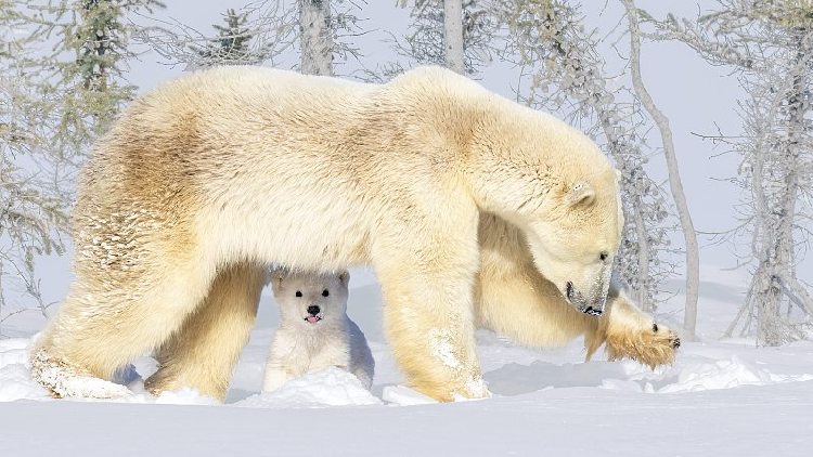 Des scientifiques chinois développent des fibres tricotées inspirées de la fourrure d’ours polaire