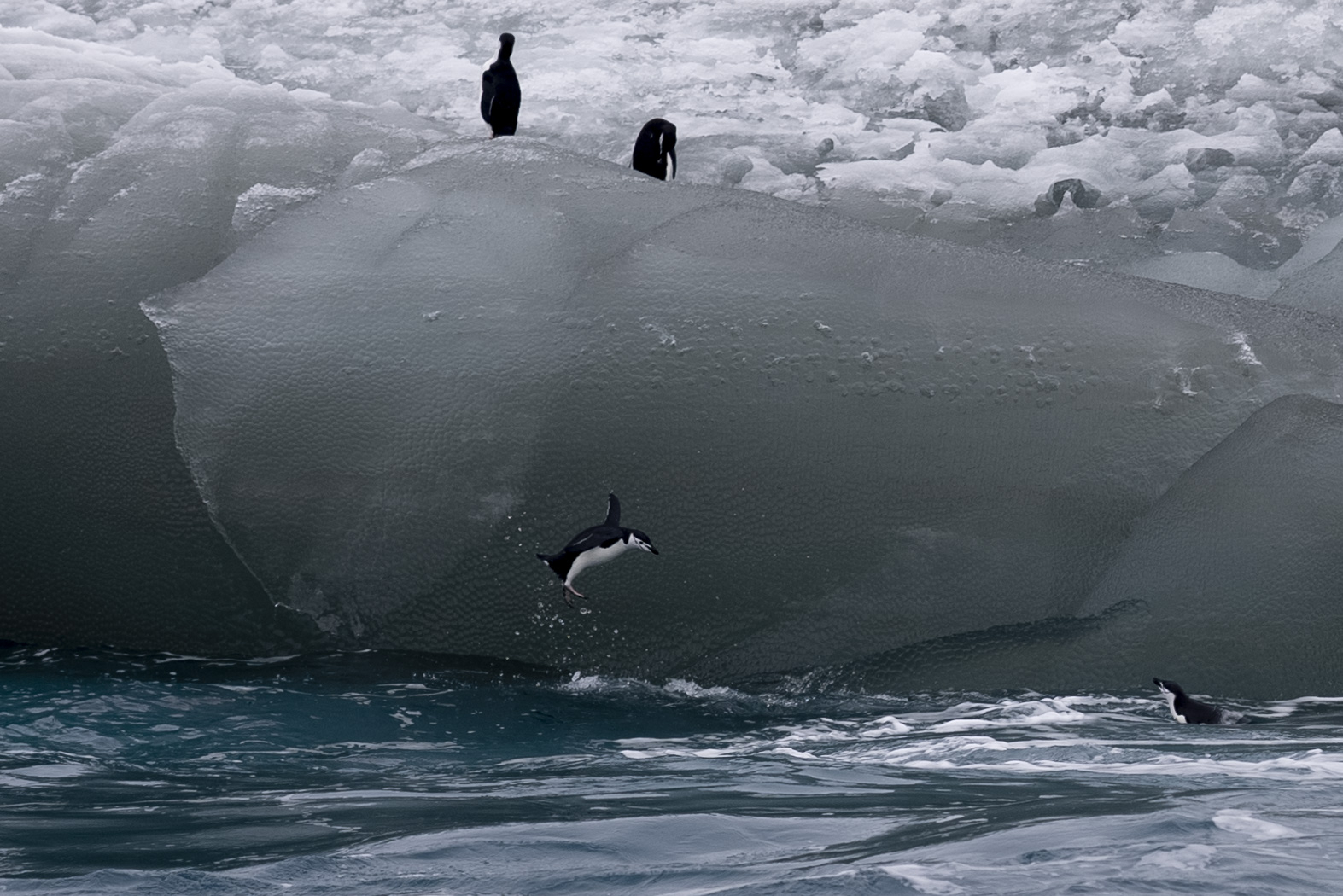 Un pingüino de barbijo salta de un iceberg al océano, 9 de marzo de 2023. /AP