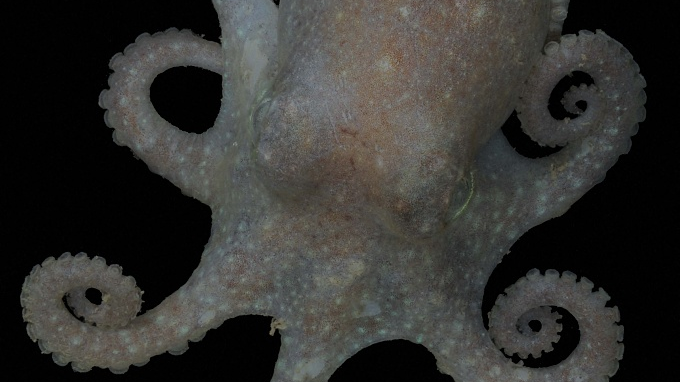 Octopus DNA reveals long history of Antarctic ice sheet 
