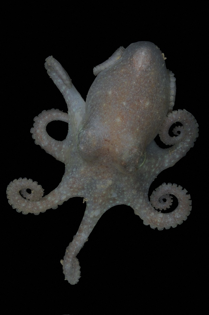 The team studied genetic information from Turquet's octopus. AFP/British Antarctic Survey