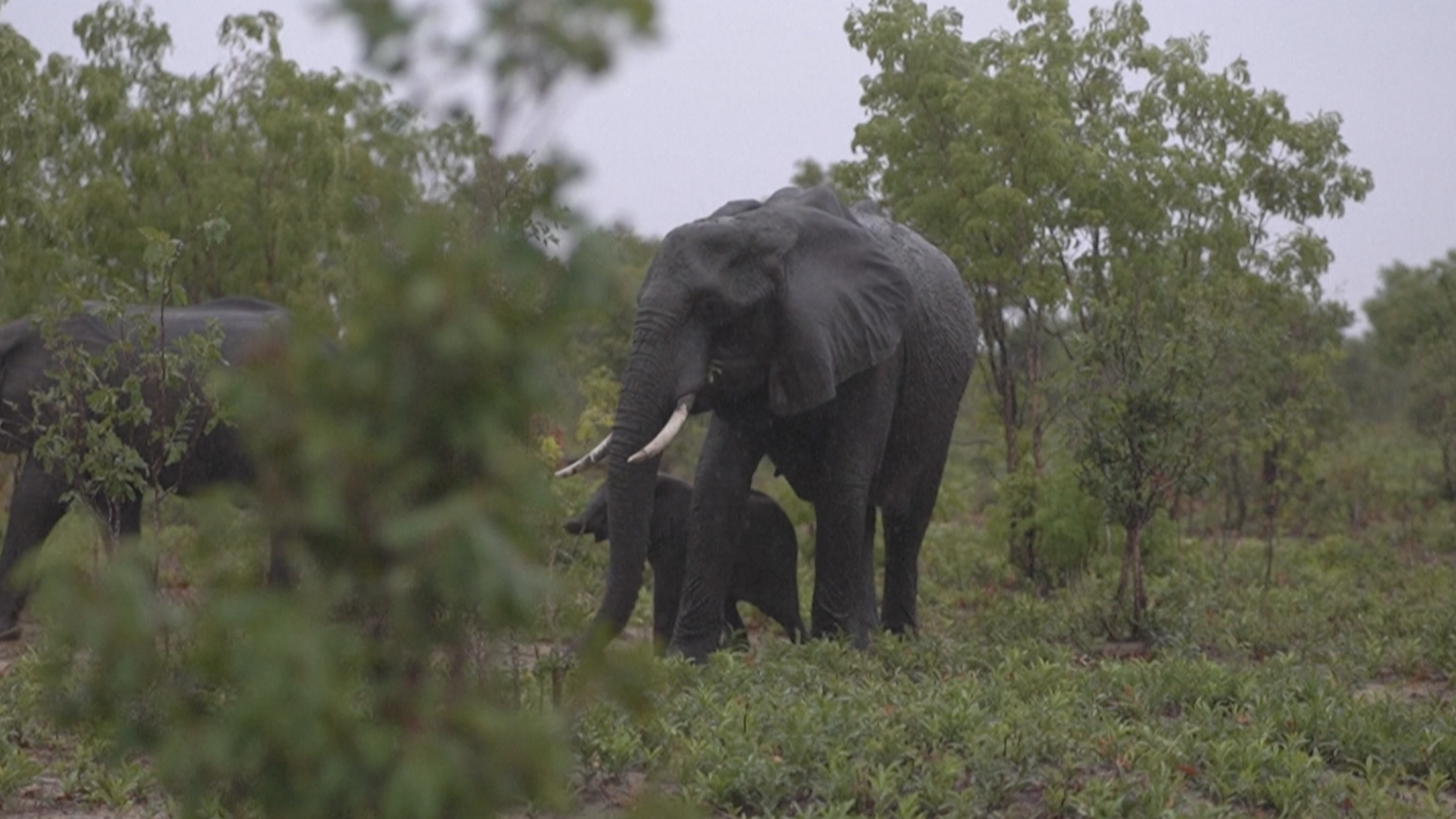 Elephants forage in Hwange National Park, Zimbabwe, December 16, 2023. /AFP