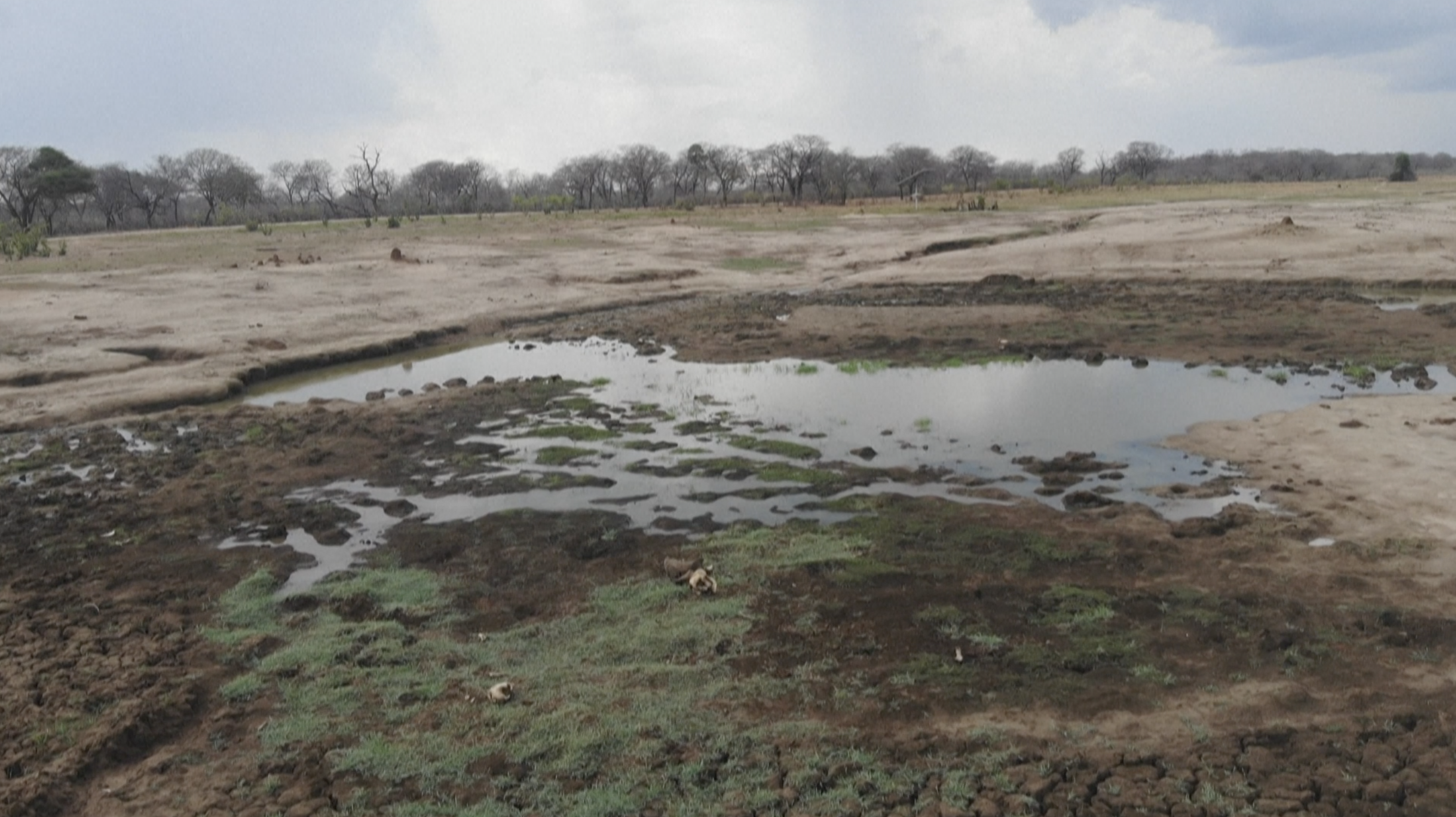 Pond shrinks in Hwange National Park, Zimbabwe, December 16, 2023. /AFP
