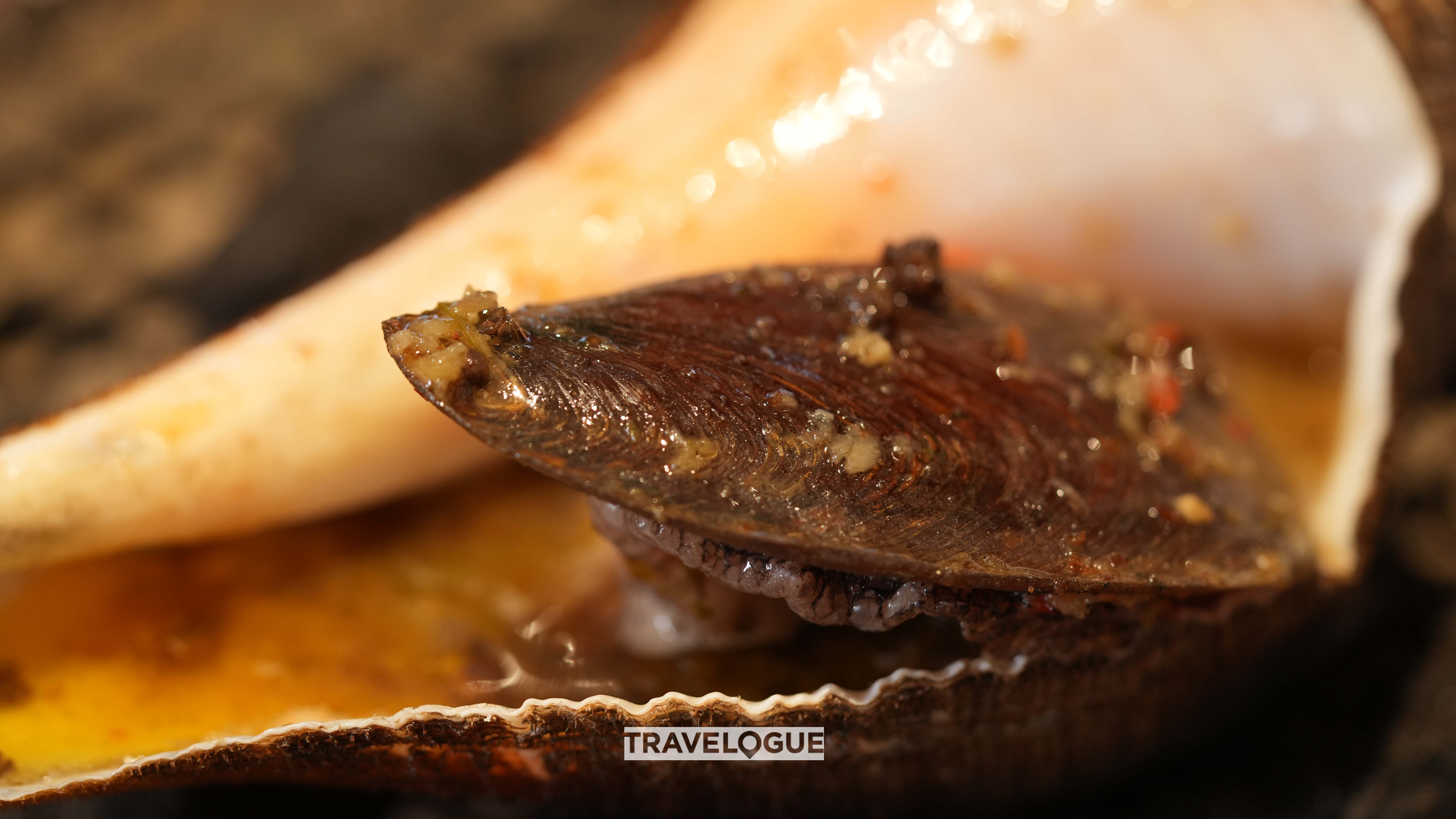 The shell of this sea snail is as long as your forearm. /CGTN