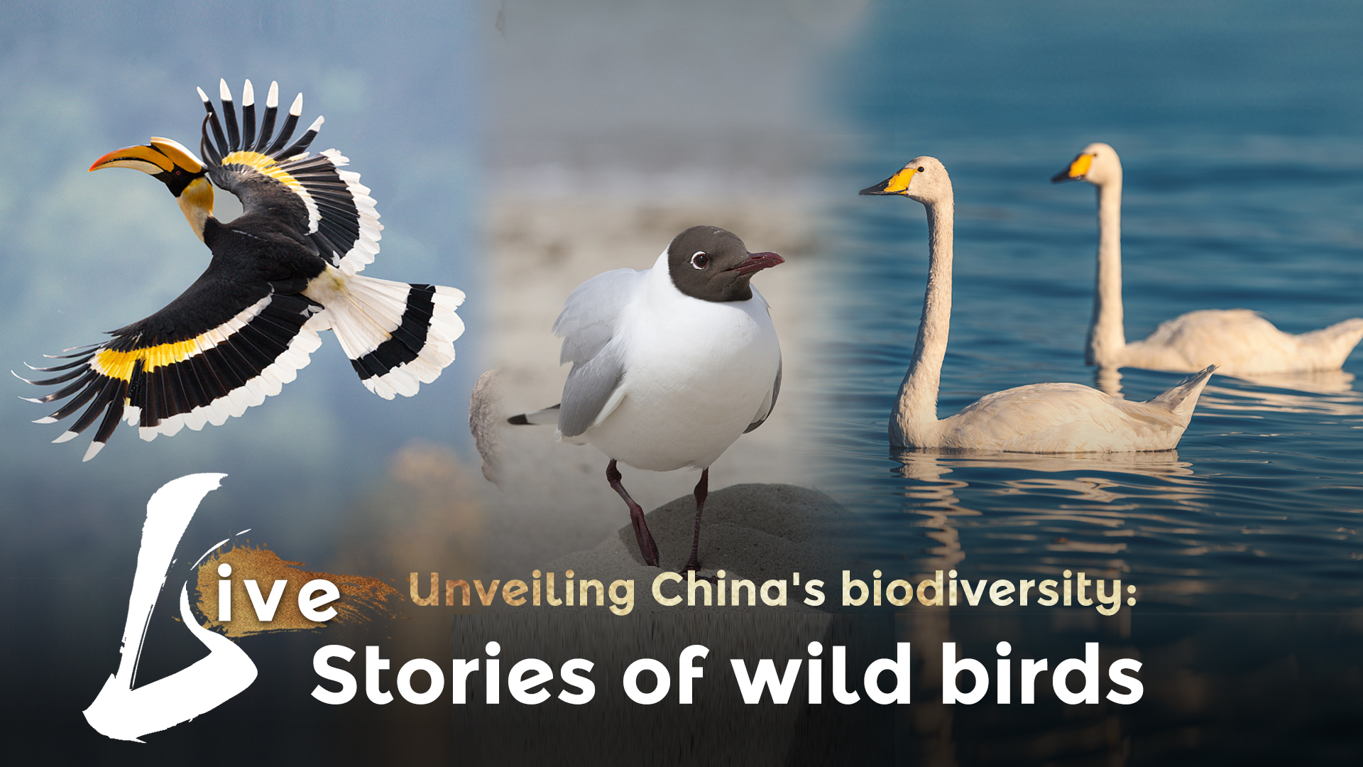 Live: Unveiling China's biodiversity – Stories of wild birds