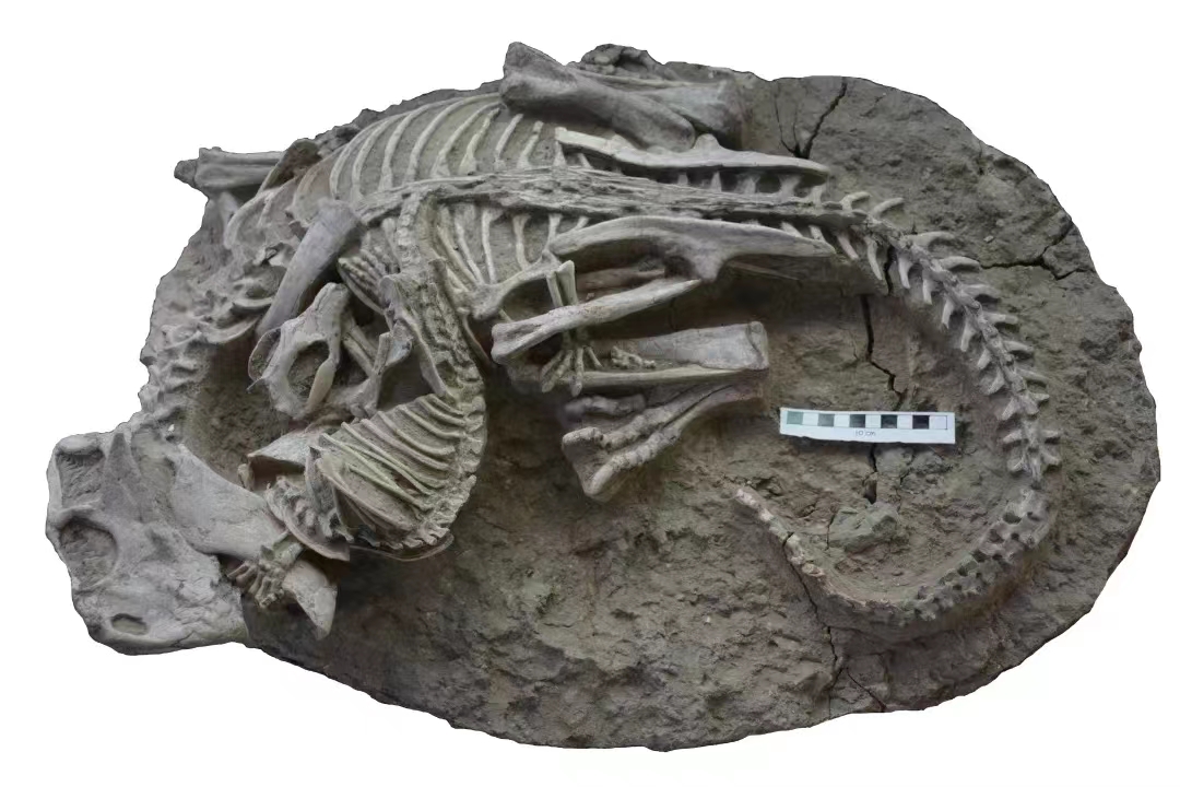 This fossil shows a pugnacious badger-like mammal attacking a plant-eating dinosaur. /Han Gang