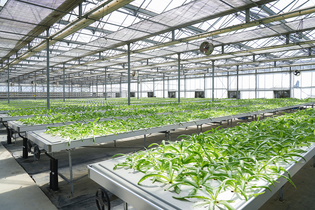 Fruits and vegetables grown in modern greenhouses in Suzhou City, east China's Jiangsu Province, October 29, 2023. /CFP