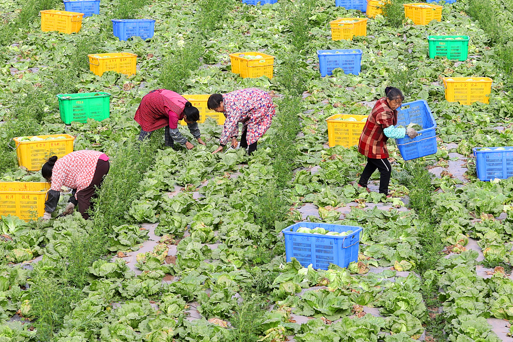 Farmers pick cabbage in Qingshui Village in southwest China's Sichuan Province, December 14, 2023. /CFP