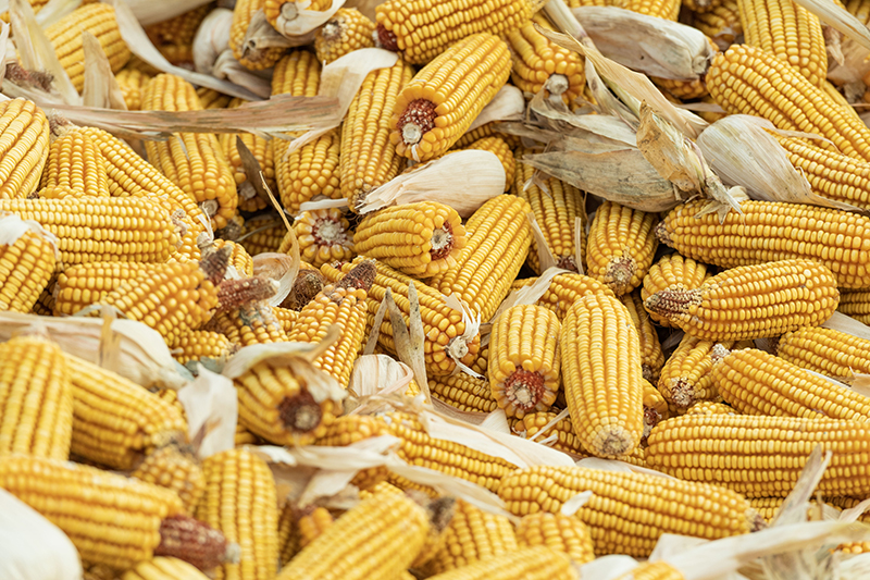 Harvested corn at Dongsheng Village of Zhaodong City, northeast China's Heilongjiang Province, China, October 19, 2023. /CFP