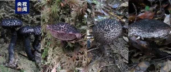 S. pachycystidiatus, S. hainanensis, S. conicus and S. baozhengii (from left to right). /CMG