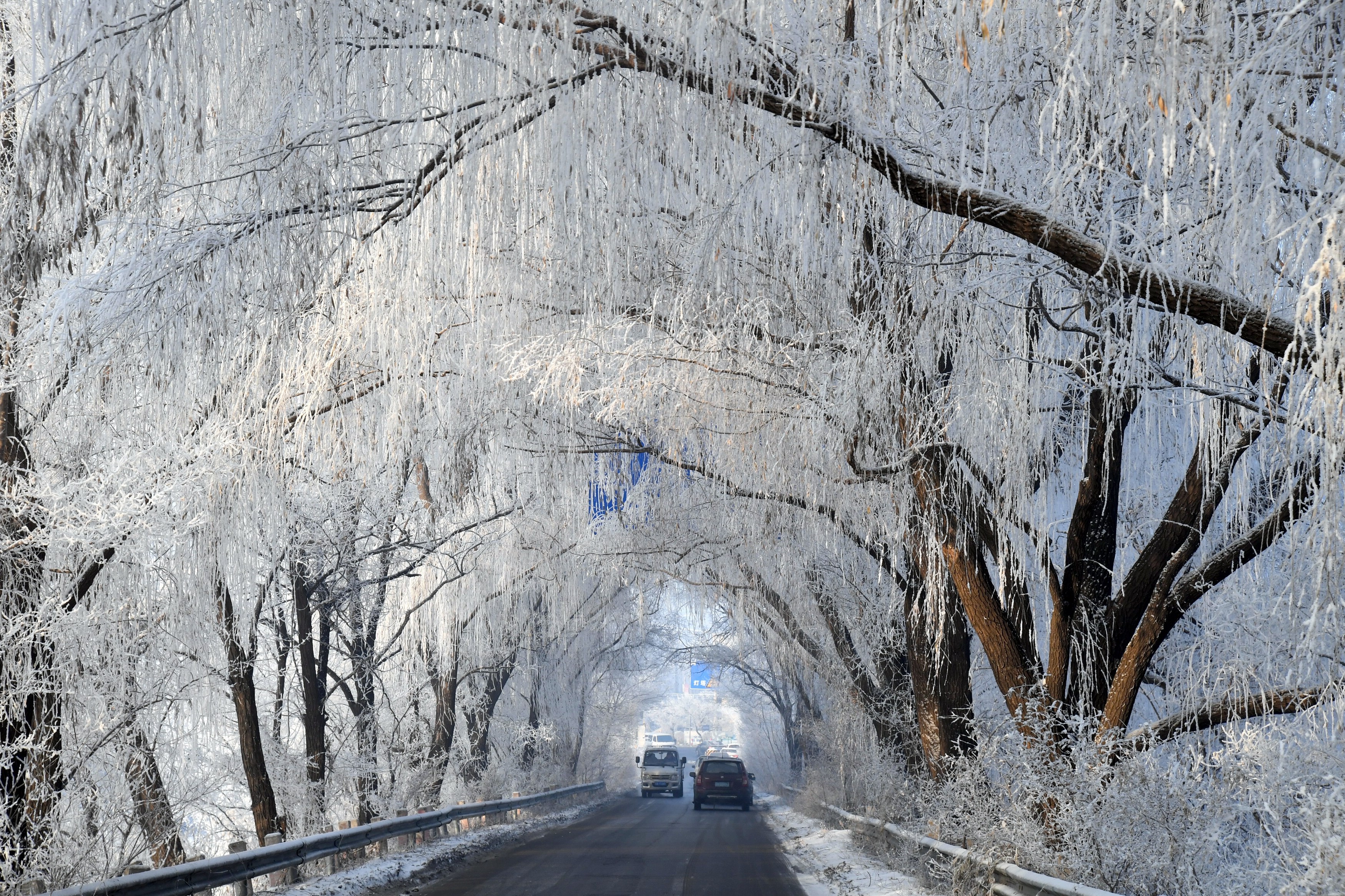 The trees lining a road beside the Hunhe River in Shenyang, northeast China's Liaoning Province, are seen enveloped by rime on December 25, 2023./IC