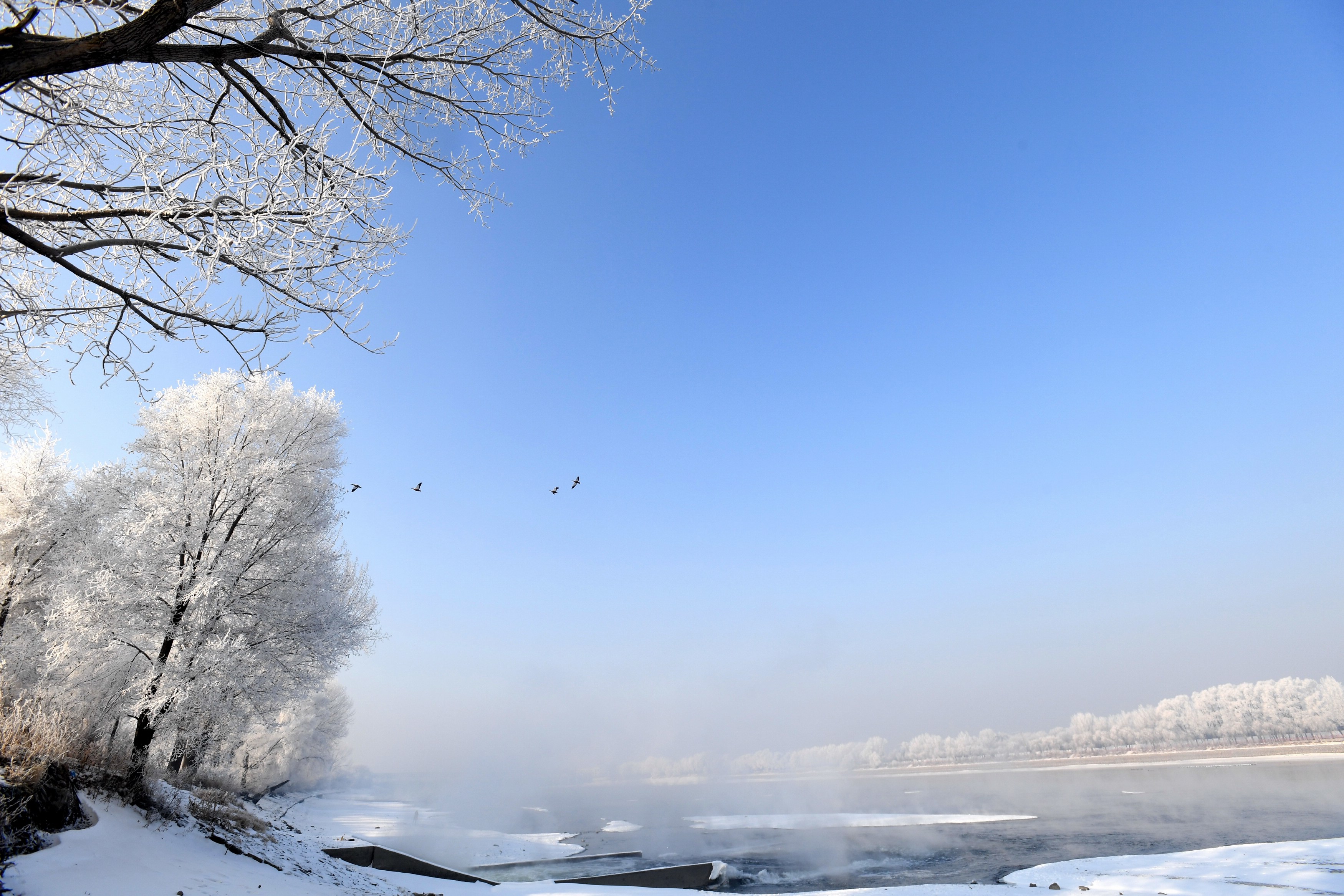 Trees lining the banks of the frozen Hunhe River in Shenyang, northeast China's Liaoning Province, are seen enveloped by rime on December 25, 2023./IC