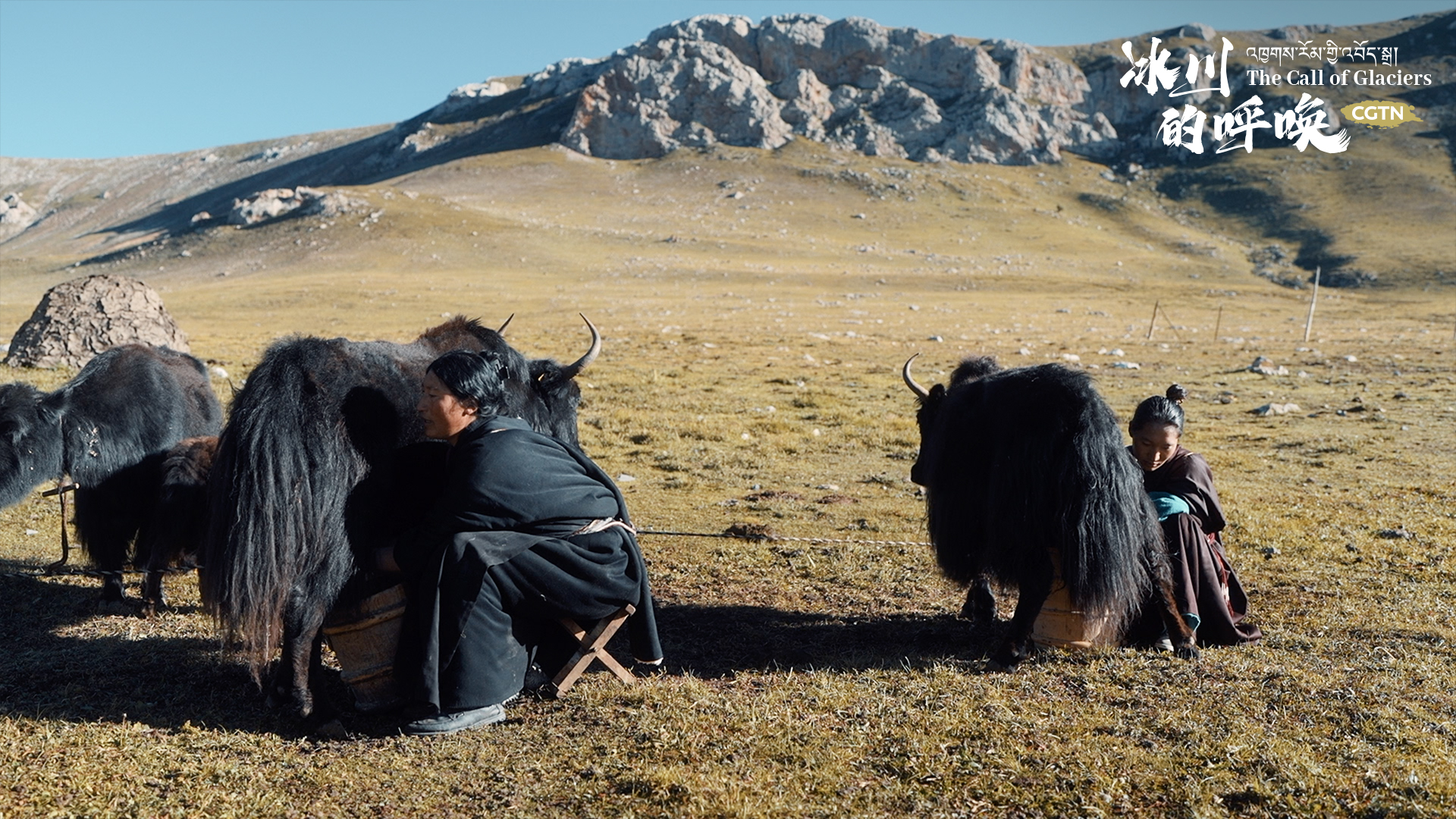 Local women milk yaks in Yushu Tibetan Autonomous Prefecture, northwest China's Qinghai Province. 