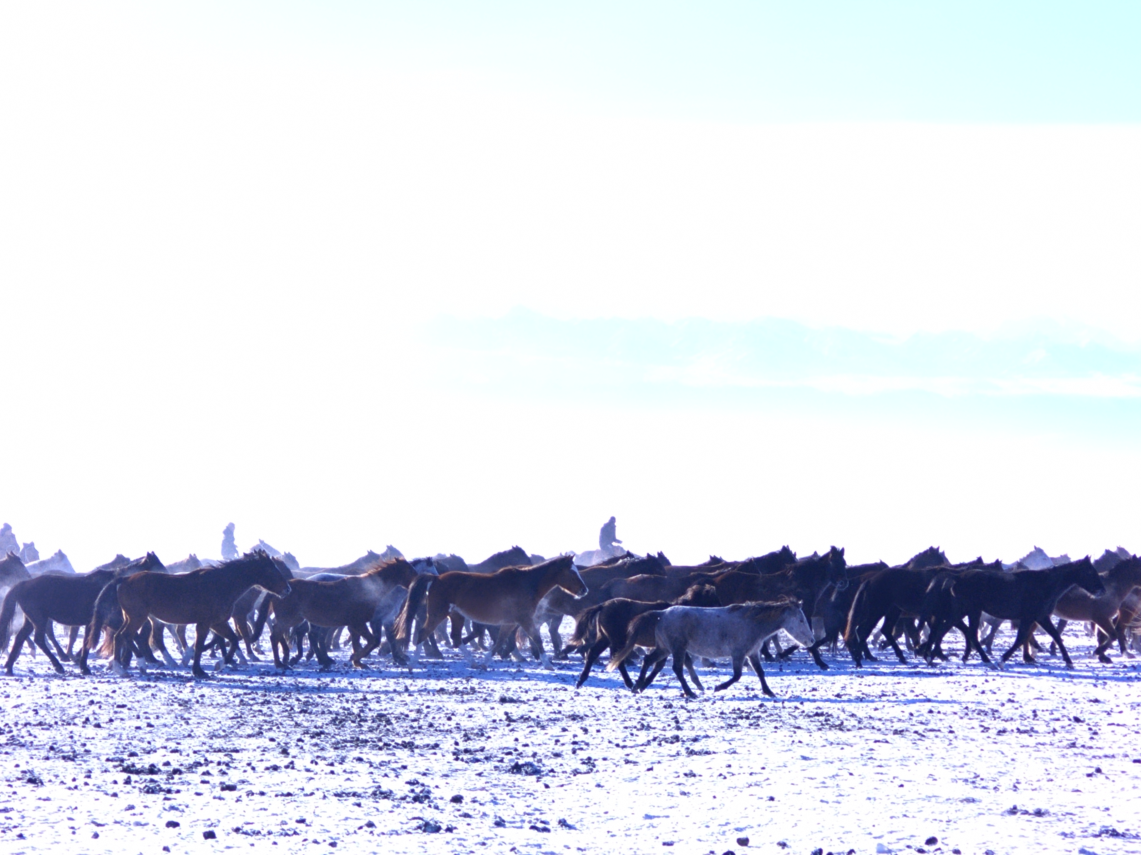Horses are seen at a horse field in Zhaosu County, Kazak Autonomous Prefecture of Ili, northwest China's Xinjiang Uygur Autonomous Region, December 23, 2023. /CGTN