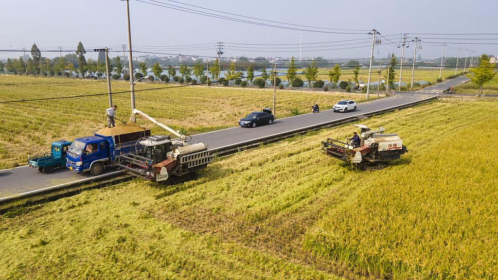 2023年10月15日，中国东部浙江省农民收割水稻。/CFP
