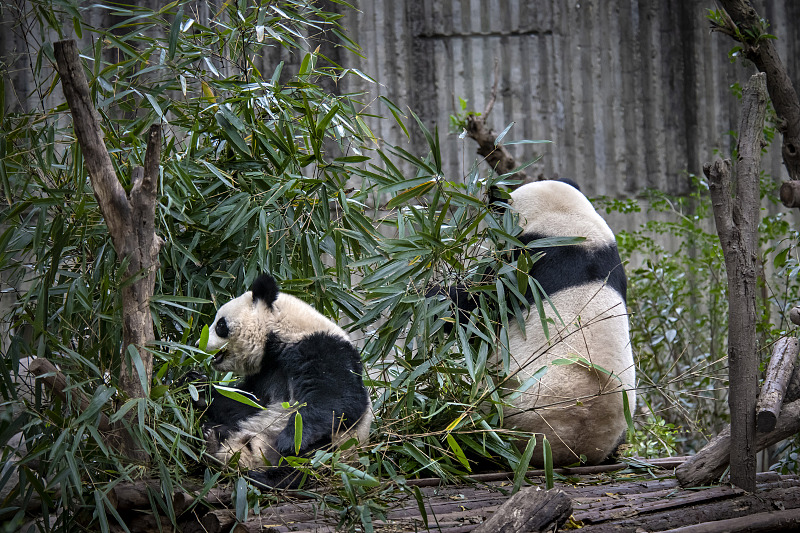Giant pandas enjoy their leisure time at the Chengdu Research Base of Giant Panda Breeding in Sichuan Province, December 16, 2023. /CFP