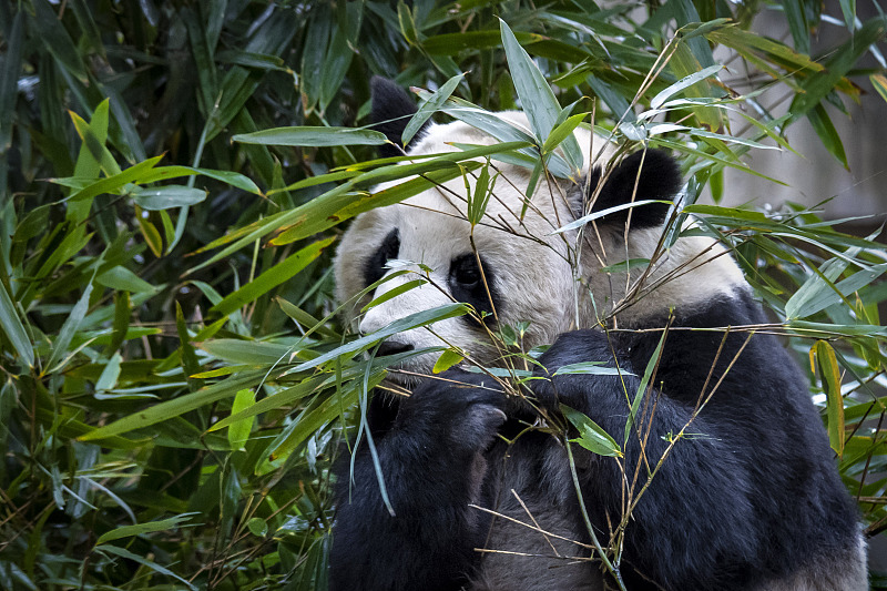 A giant panda is seen eating bamboo at the Chengdu Research Base of Giant Panda Breeding in Sichuan Province, December 16, 2023. /CFP
