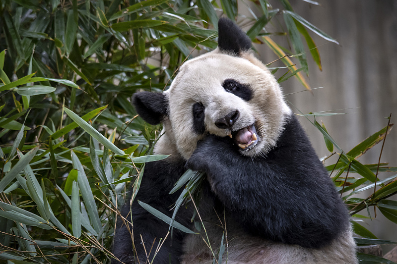 A giant panda is seen eating bamboo at the Chengdu Research Base of Giant Panda Breeding in Sichuan Province, December 16, 2023. /CFP
