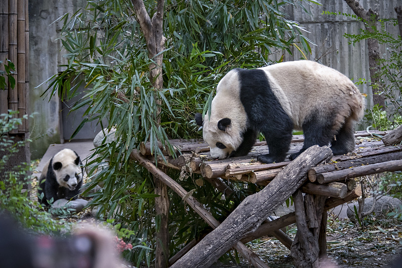 Giant pandas enjoy their leisure time at the Chengdu Research Base of Giant Panda Breeding in Sichuan Province, December 16, 2023. /CFP