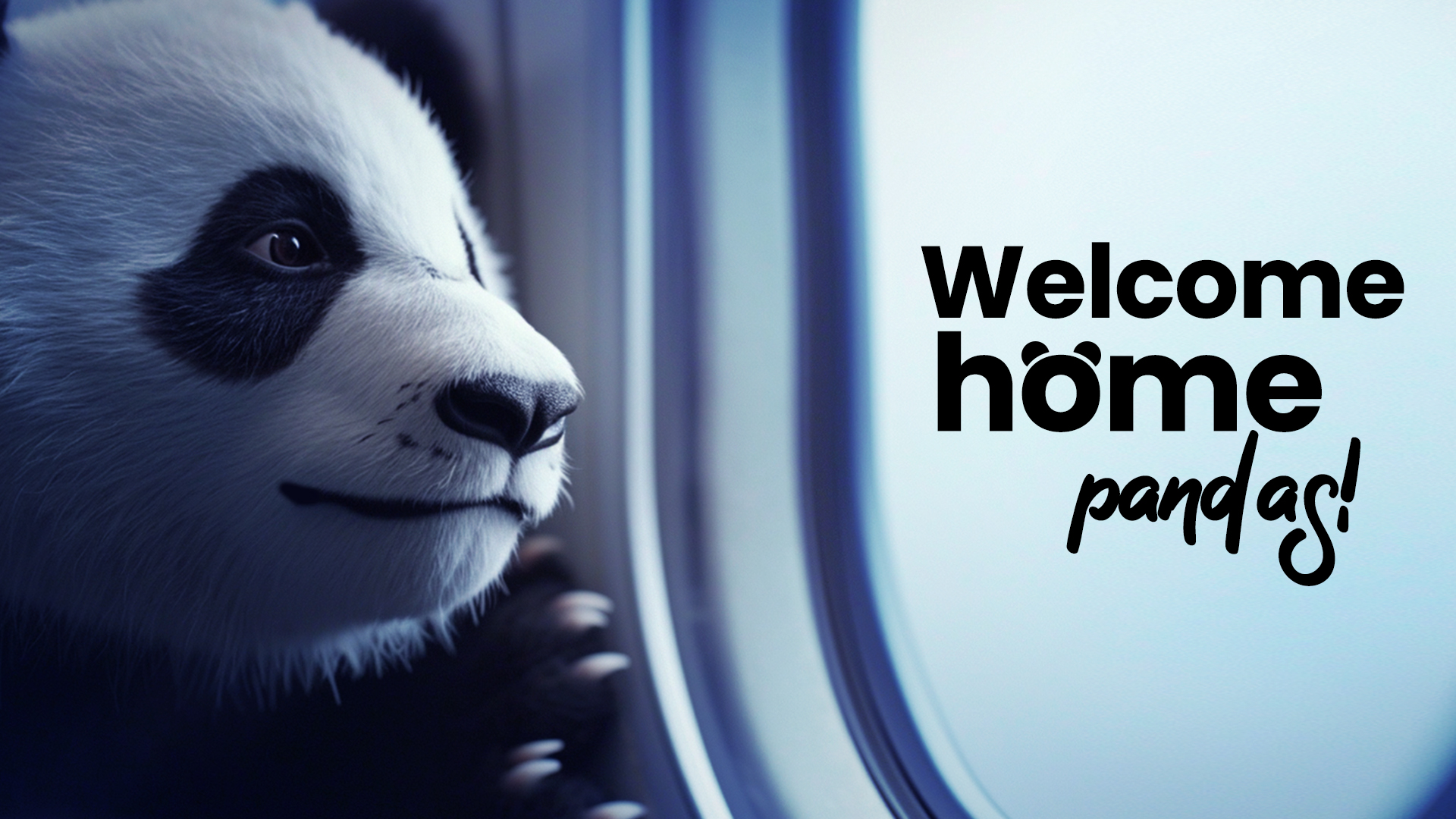 Welcome home, pandas!