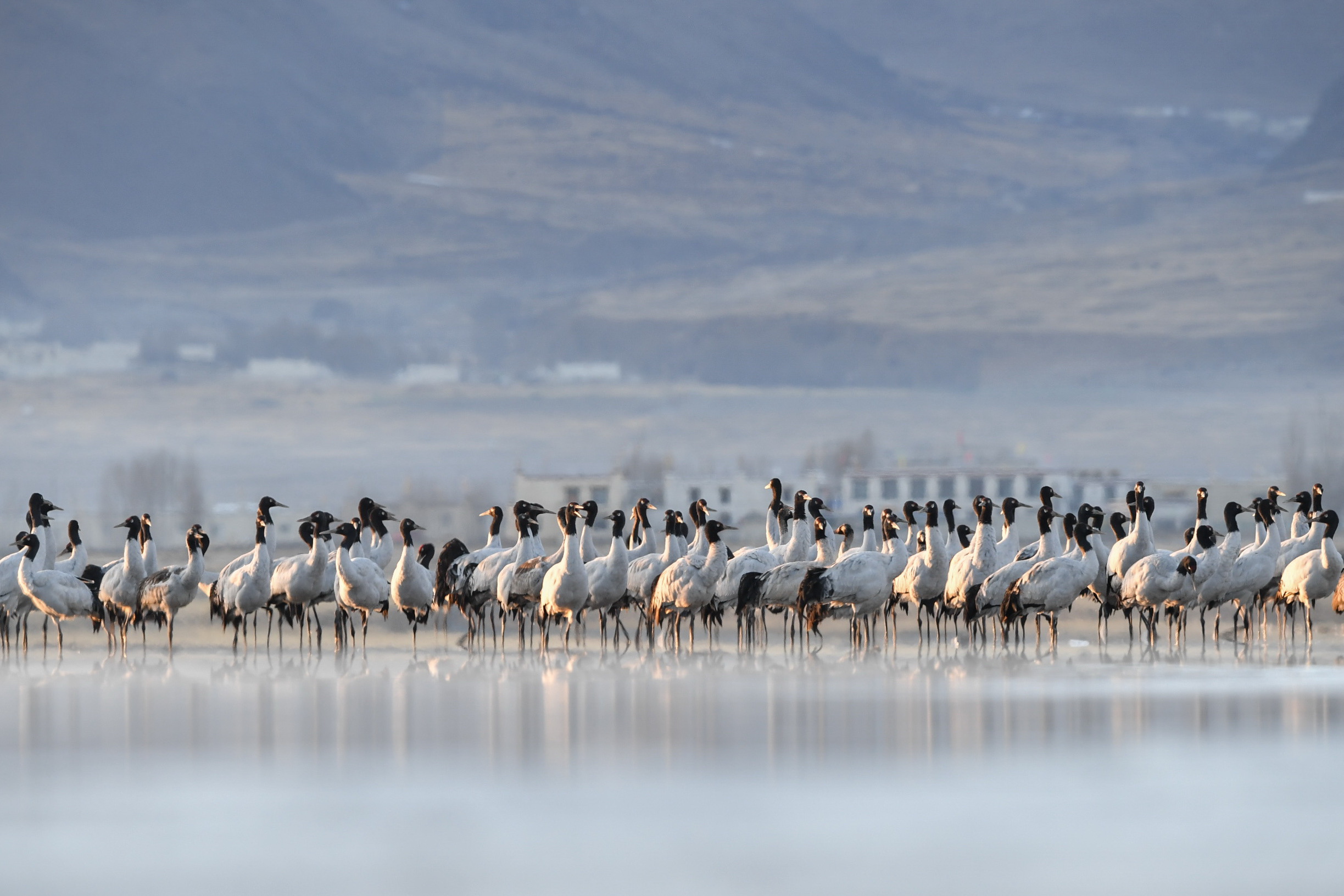 Black-necked cranes are seen at a conservation area in Lhasa, Xizang on December 28, 2023. /IC