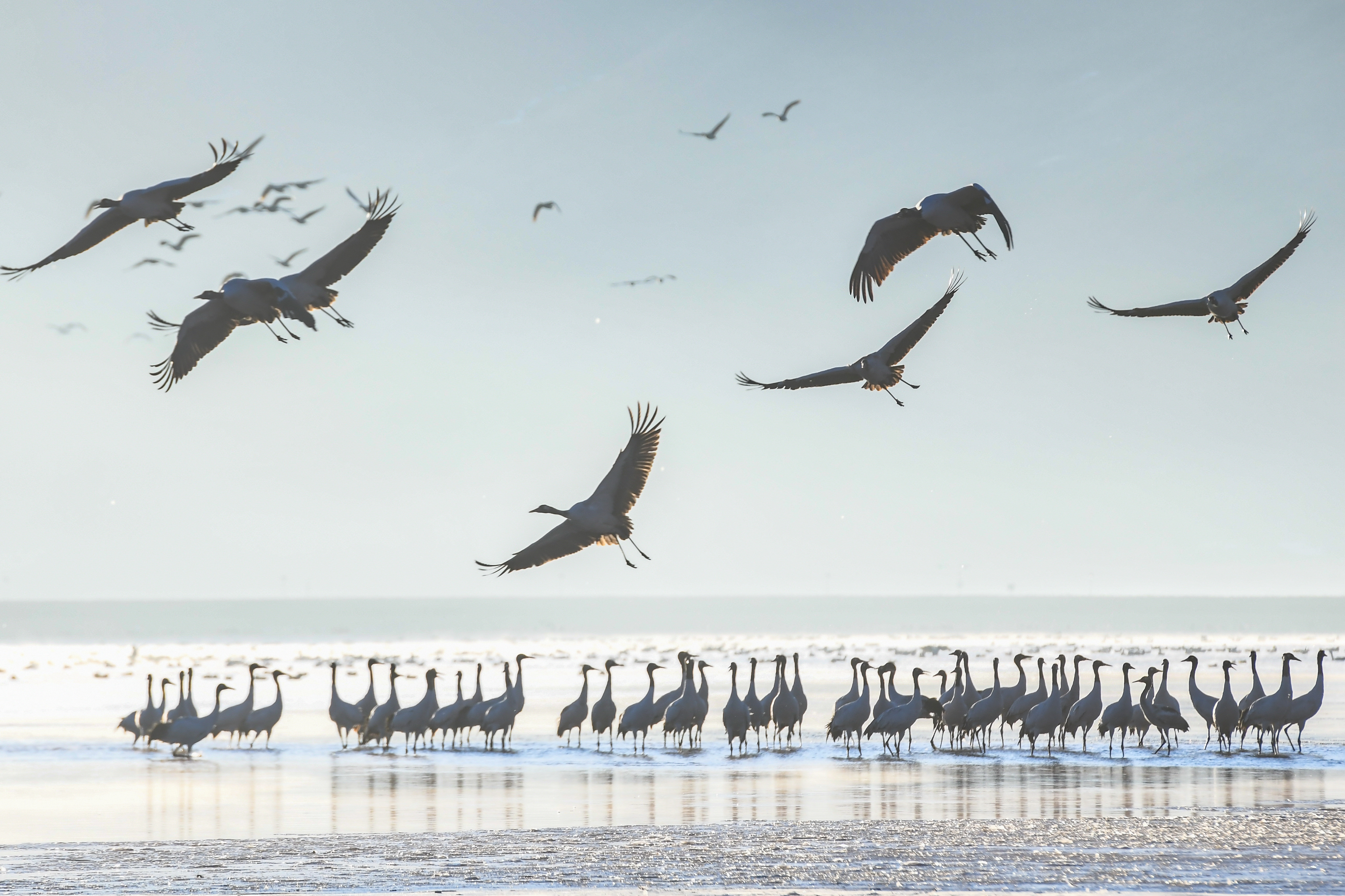 Black-necked cranes are seen at a conservation area in Lhasa, Xizang on December 28, 2023. /IC