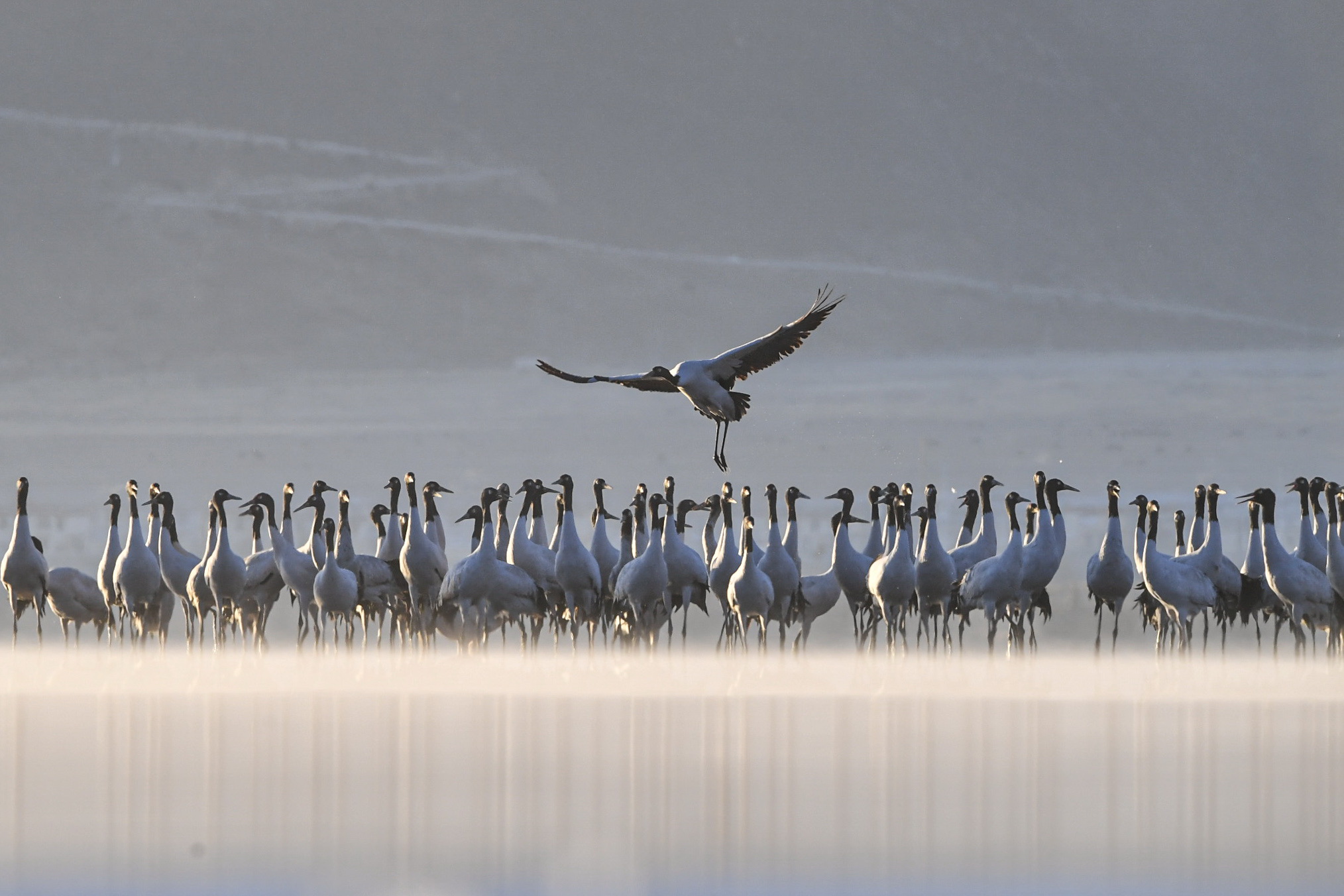 Black-necked cranes are seen at a conservation area in Lhasa, Xizang on December 28, 2023. /IC