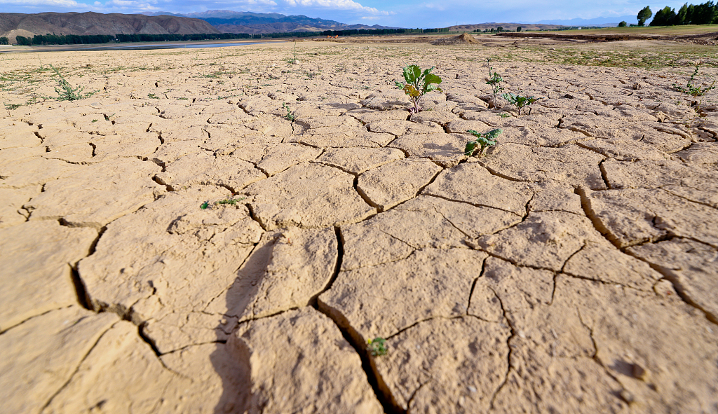 Evidence of severe drought in Shandan County in Zhangye City of Gansu Province, August 23, 2023. /CFP