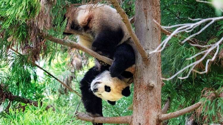 Johnson Panda Returned U.S.-born giant panda meets public in China - CGTN