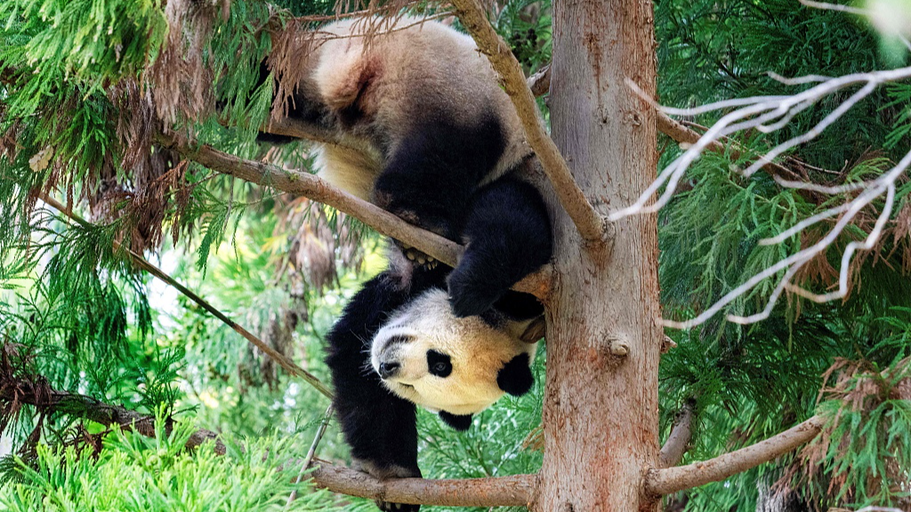 The giant panda Xiao Qi Ji hung upside down on a tree, Washington, DC, the United States, November 7, 2023. /CFP