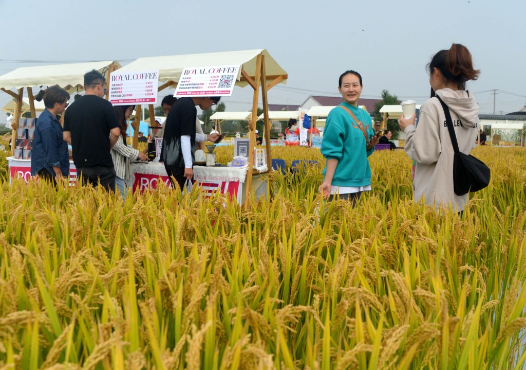 Coffee stalls are seen at a paddy field in Changda Village, Shanghai, on October 27, 2023 during a three-day music festival./CFP