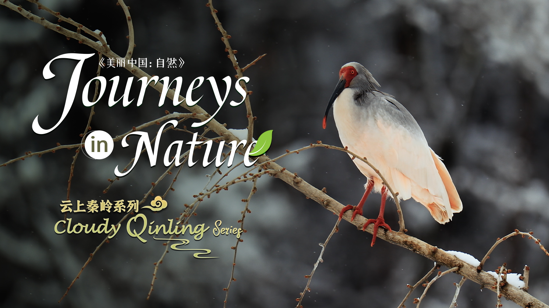 Cloudy Qinling Series: Ep. 1: The 'central air conditioner' of China